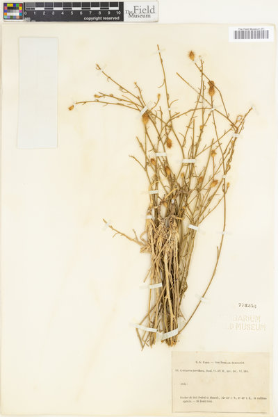 Centaurea parviflora image