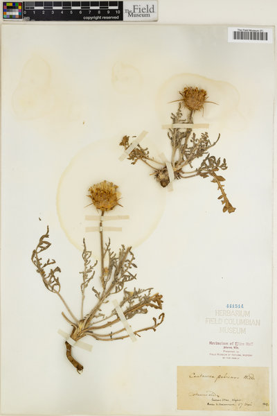 Centaurea pubescens image