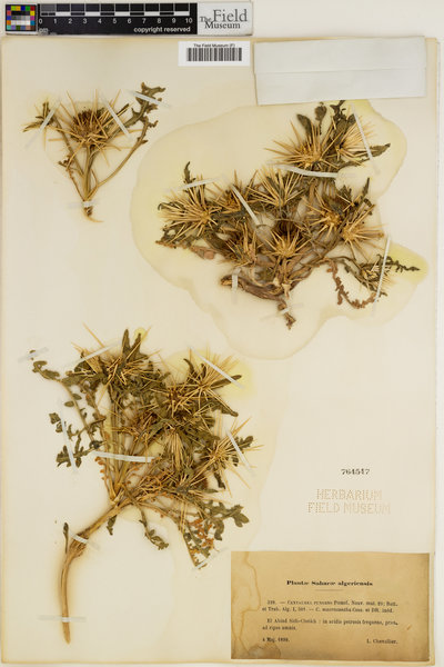 Centaurea pungens image
