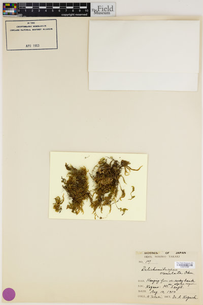 Dolichomitriopsis crenulata image