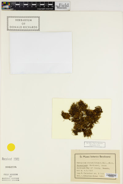Racopilum strumiferum image