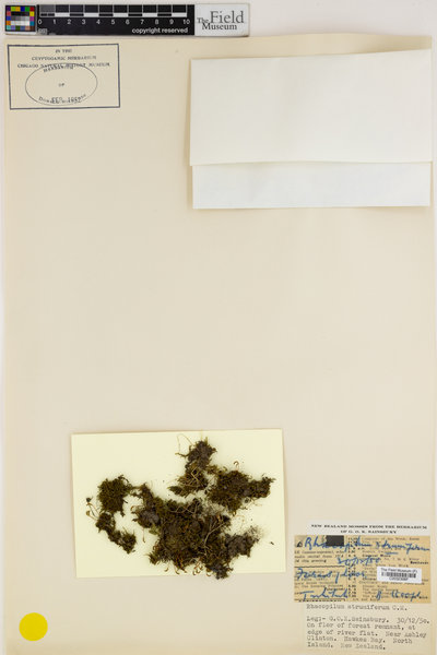 Racopilum strumiferum image