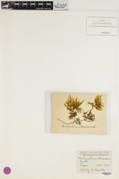 Kindbergia arbuscula image