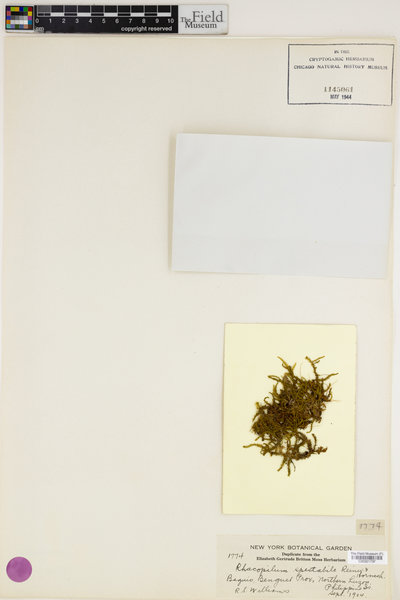 Racopilum spectabile image