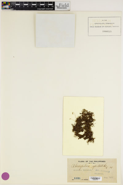 Racopilum spectabile image