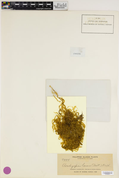 Aerobryopsis wallichii image