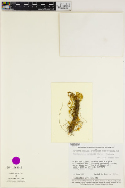 Aerobryopsis wallichii image
