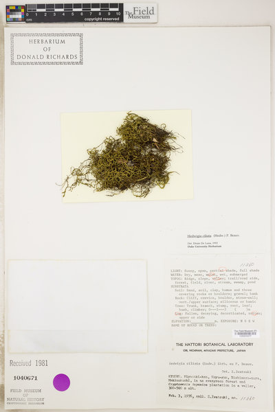 Hedwigia ciliata image