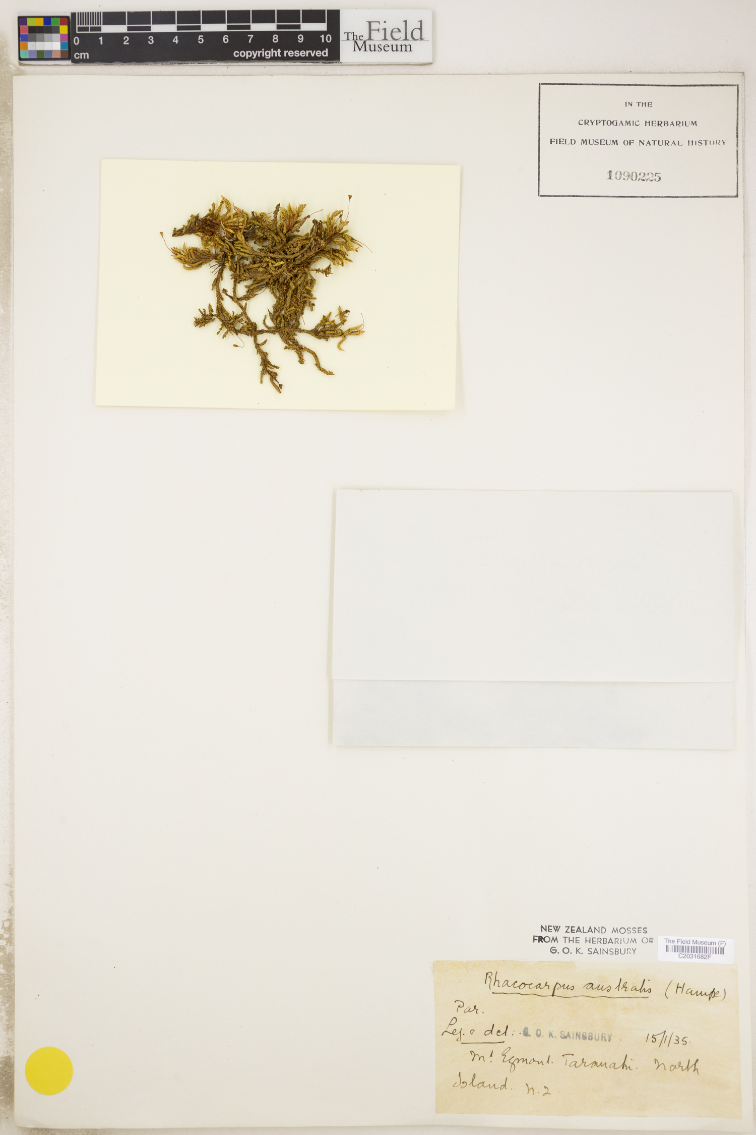 Rhacocarpus purpurascens image