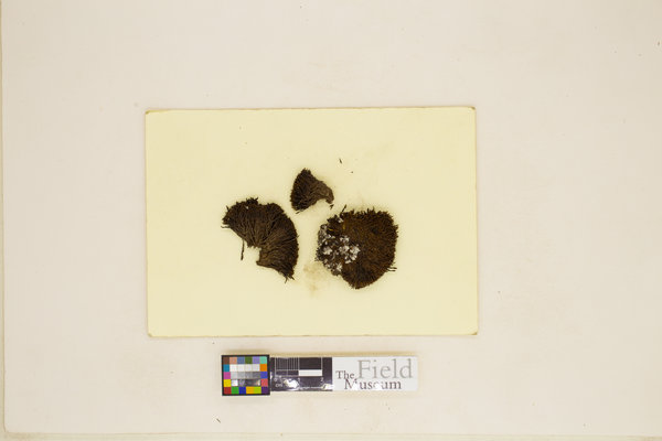 Grimmia navicularis image