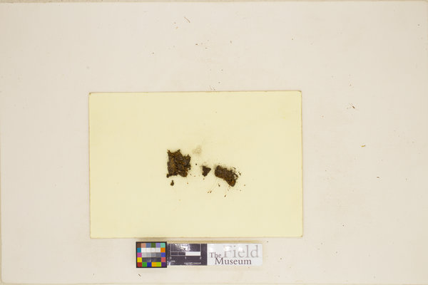 Entosthodon jamesonii image