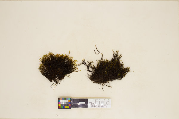 Grimmia fuscolutea image