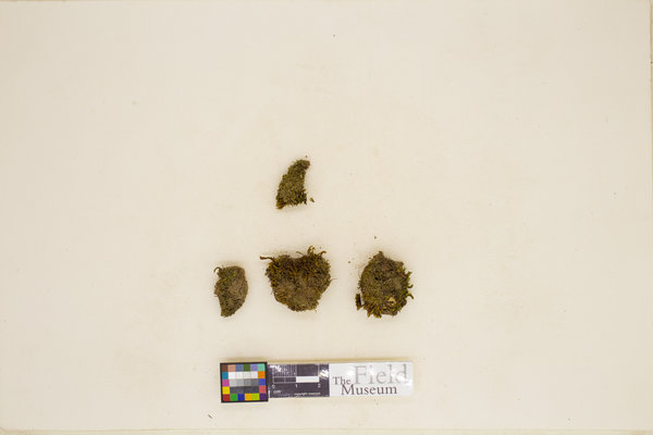 Grimmia trinervis image