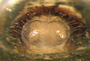 Disembolus hyalinus female epigynum