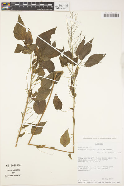 Acalypha racemosa image