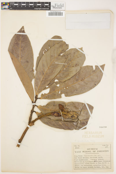 Berlinia bracteosa image