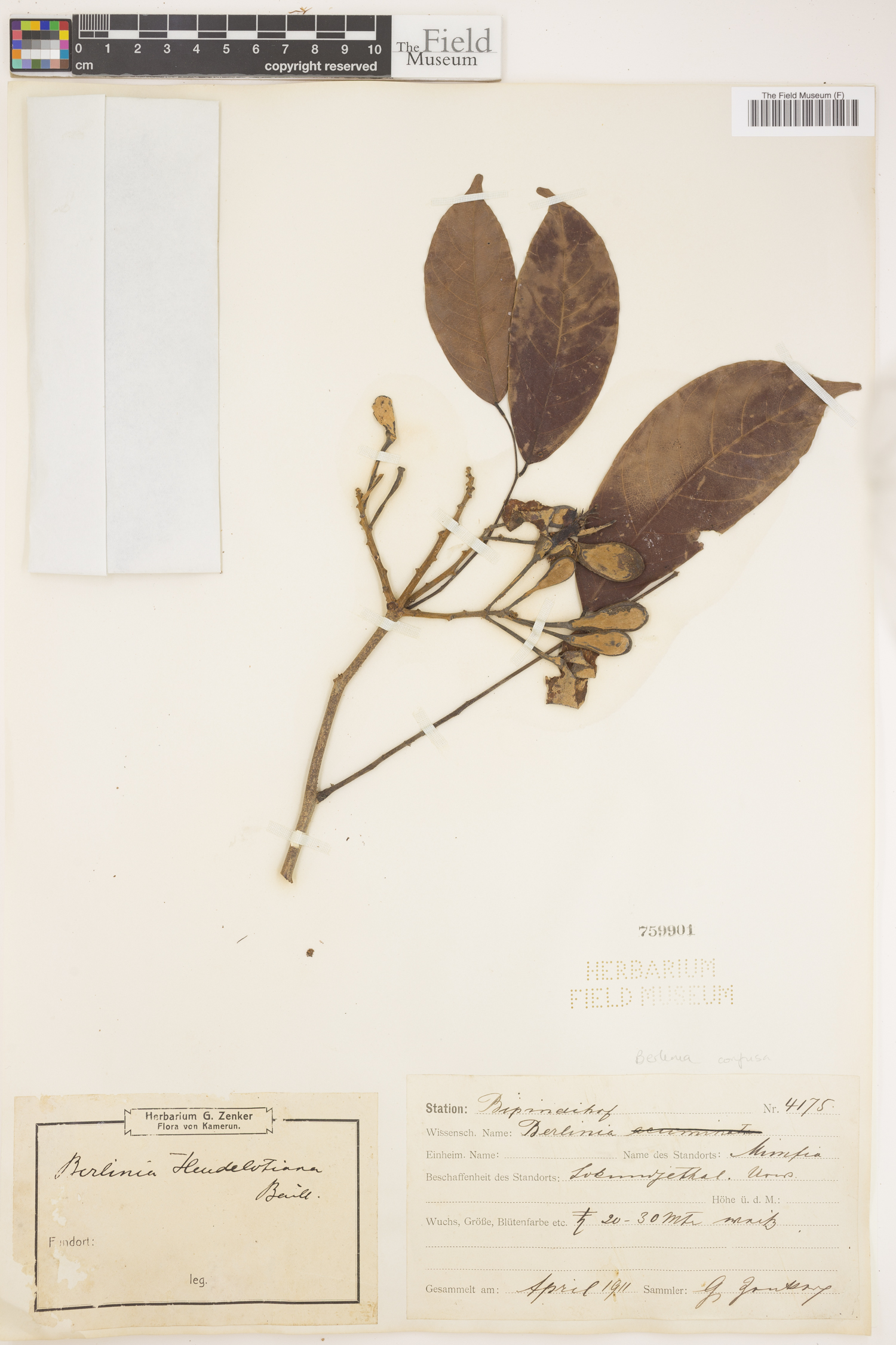 Berlinia grandiflora var. grandiflora image