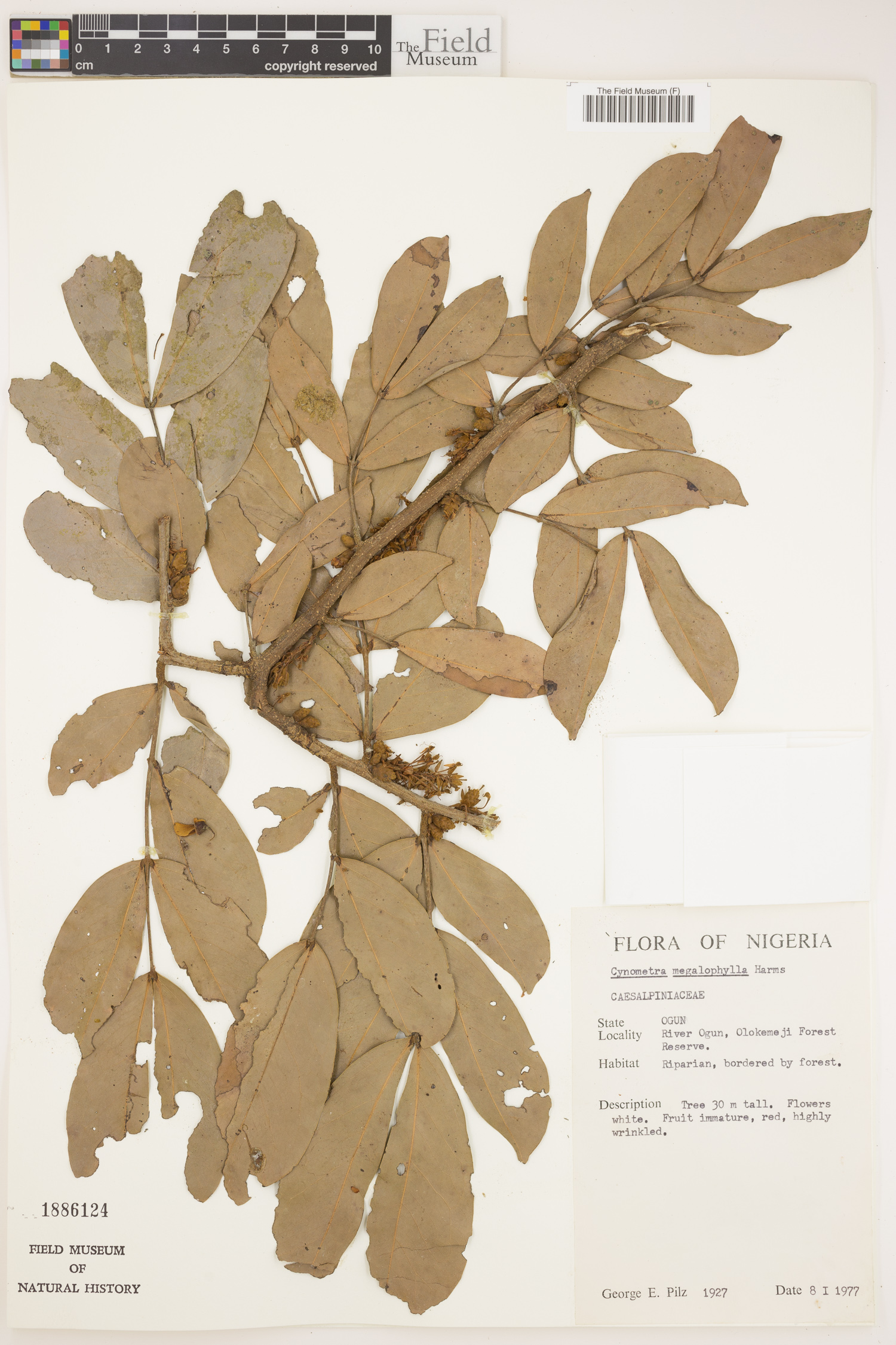Cynometra megalophylla image