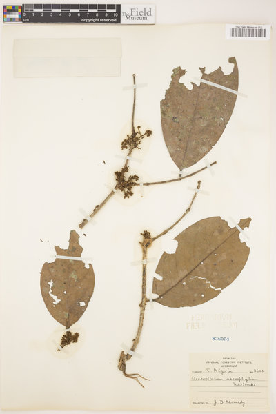 Anthonotha macrophylla image