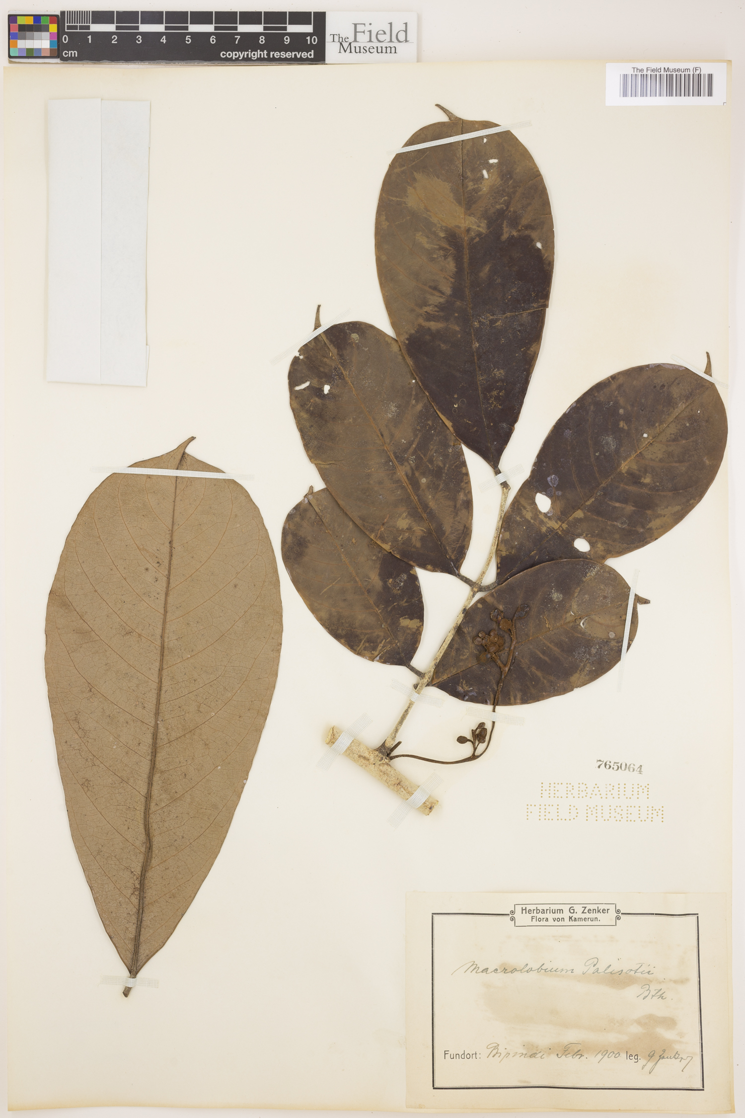 Anthonotha macrophylla image