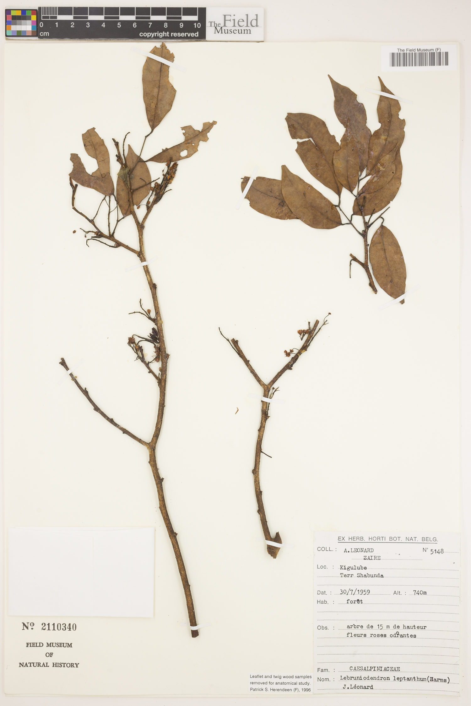 Lebruniodendron leptanthum image