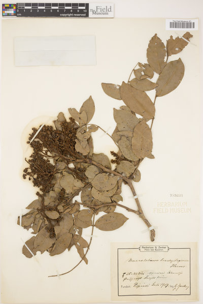 Gilbertiodendron brachystegioides image