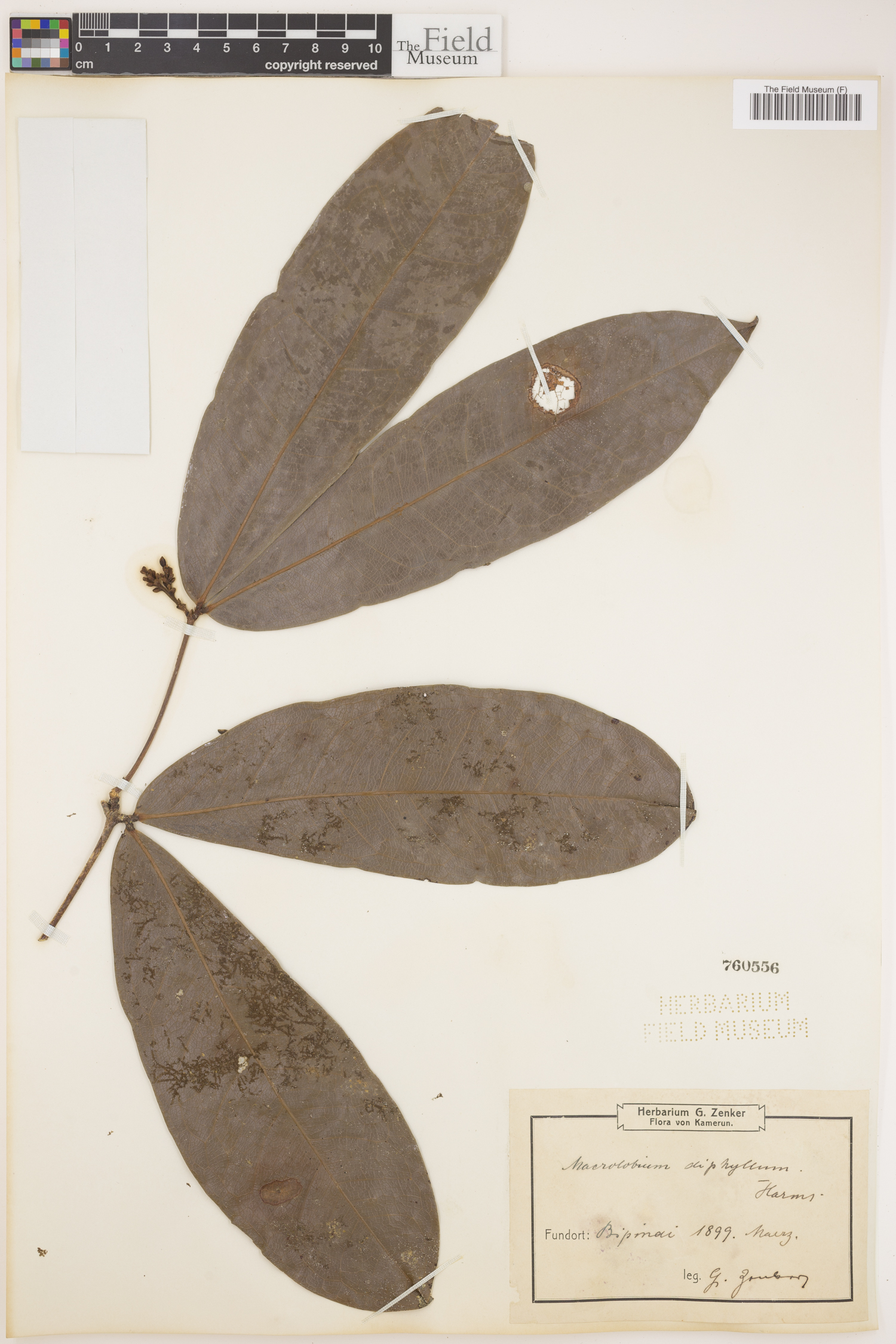 Gilbertiodendron diphyllum image
