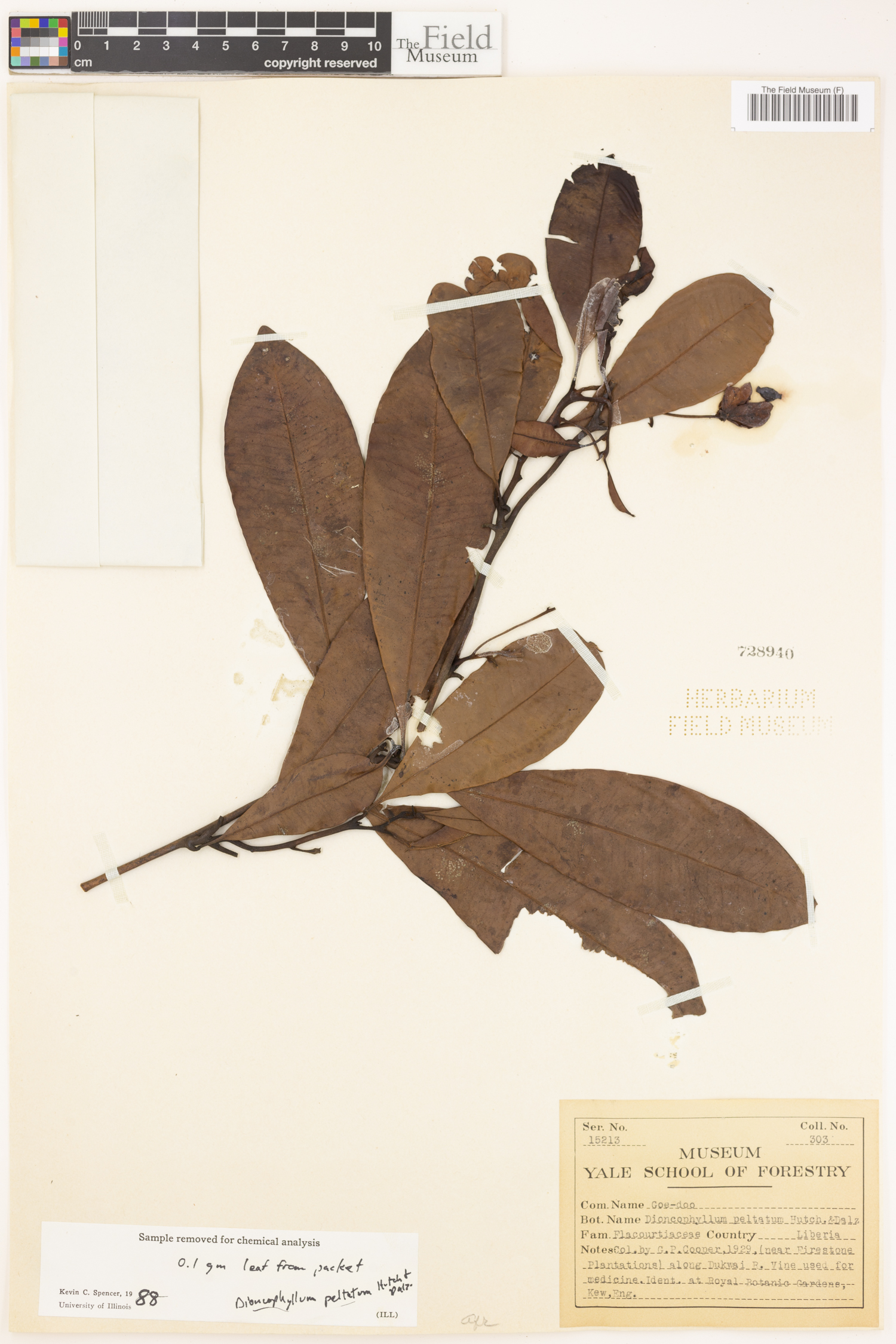 Triphyophyllum image