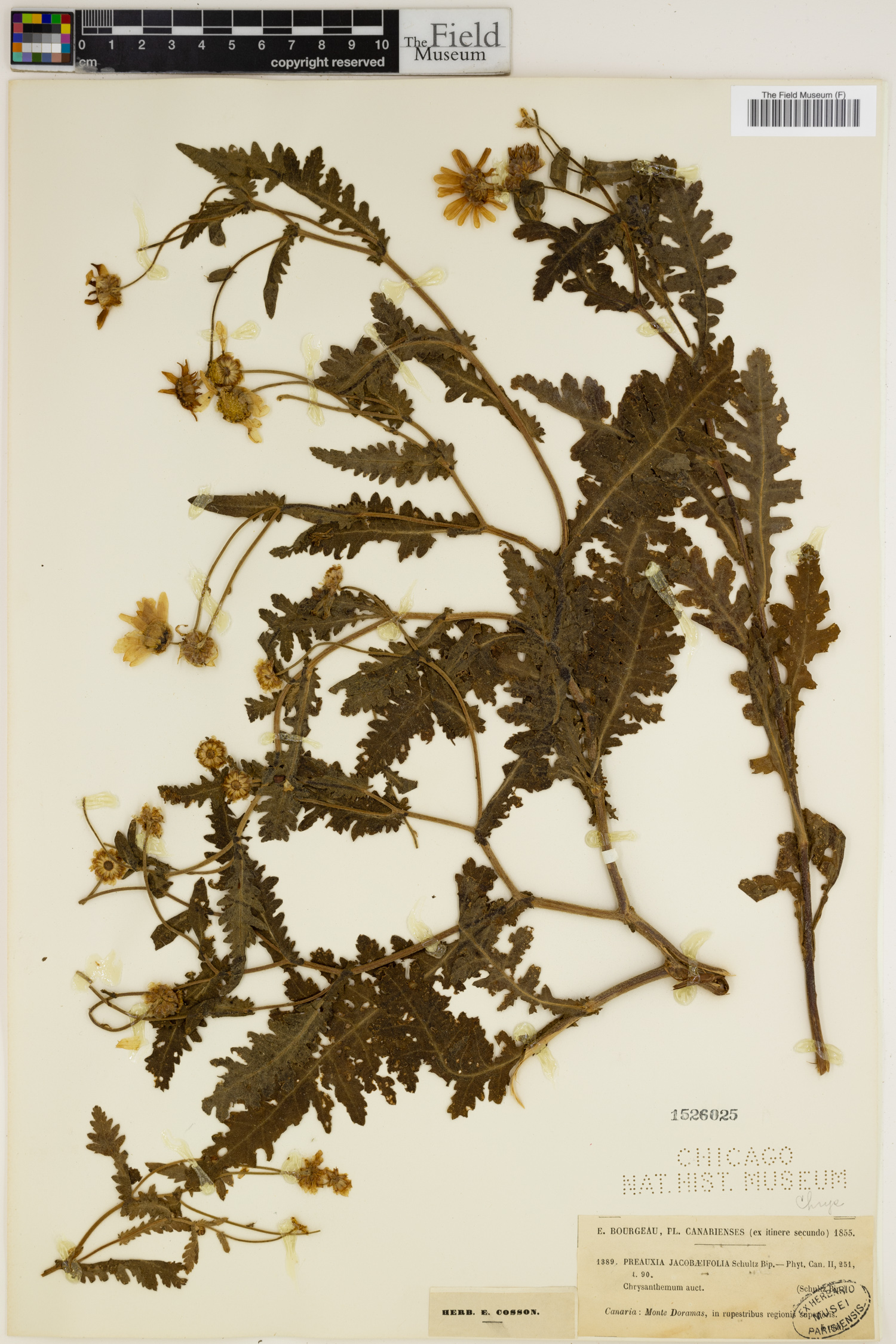 Chrysanthemum image