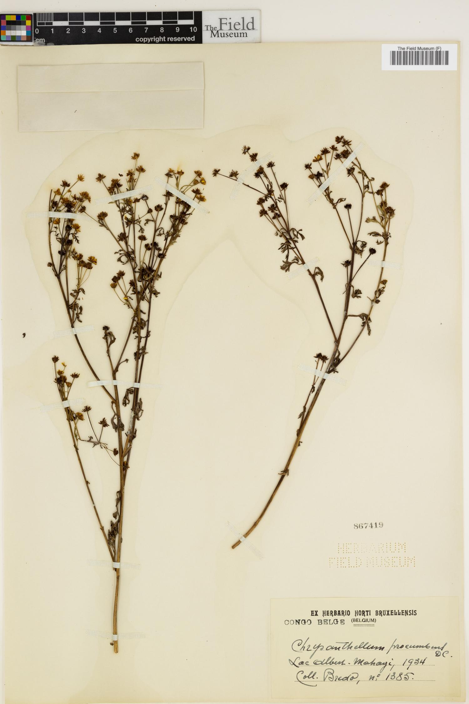 Chrysanthellum americanum image