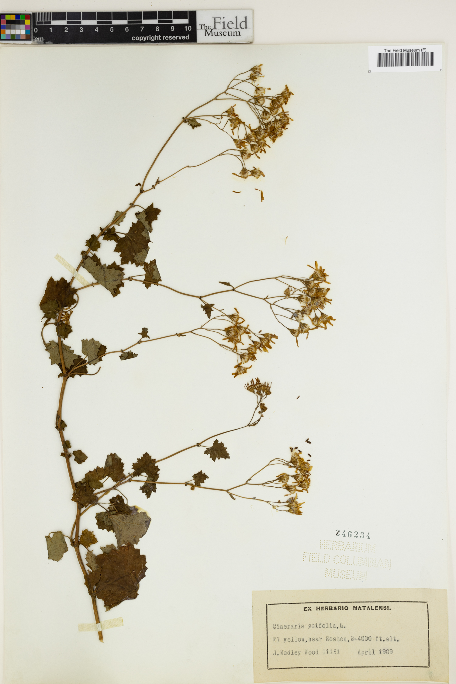 Cineraria geifolia image
