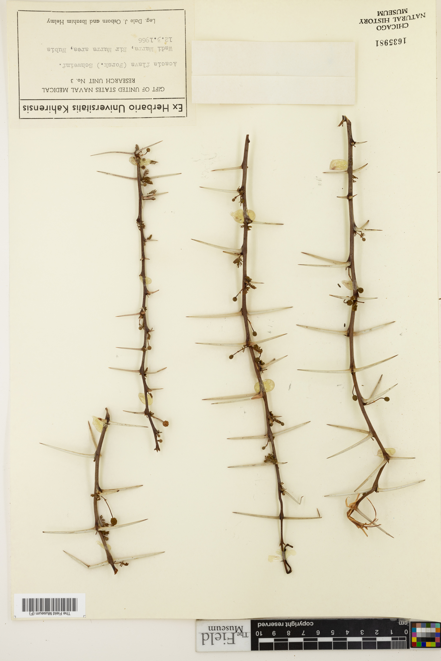 Acacia ehrenbergiana image