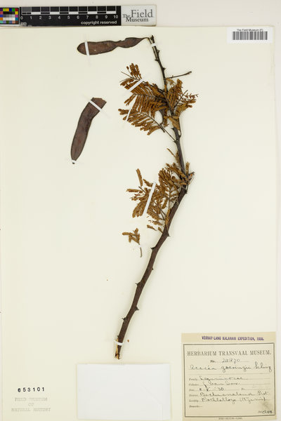Acacia goetzei image