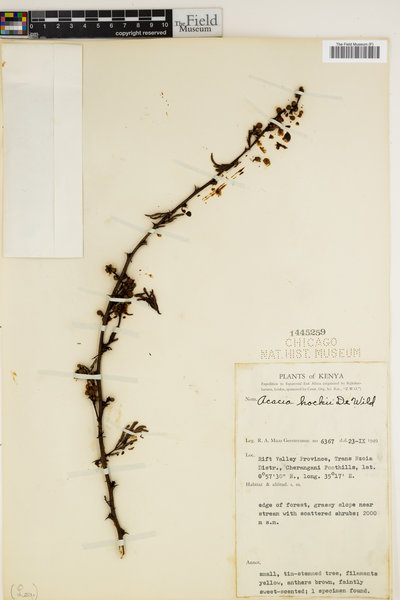 Acacia hockii image