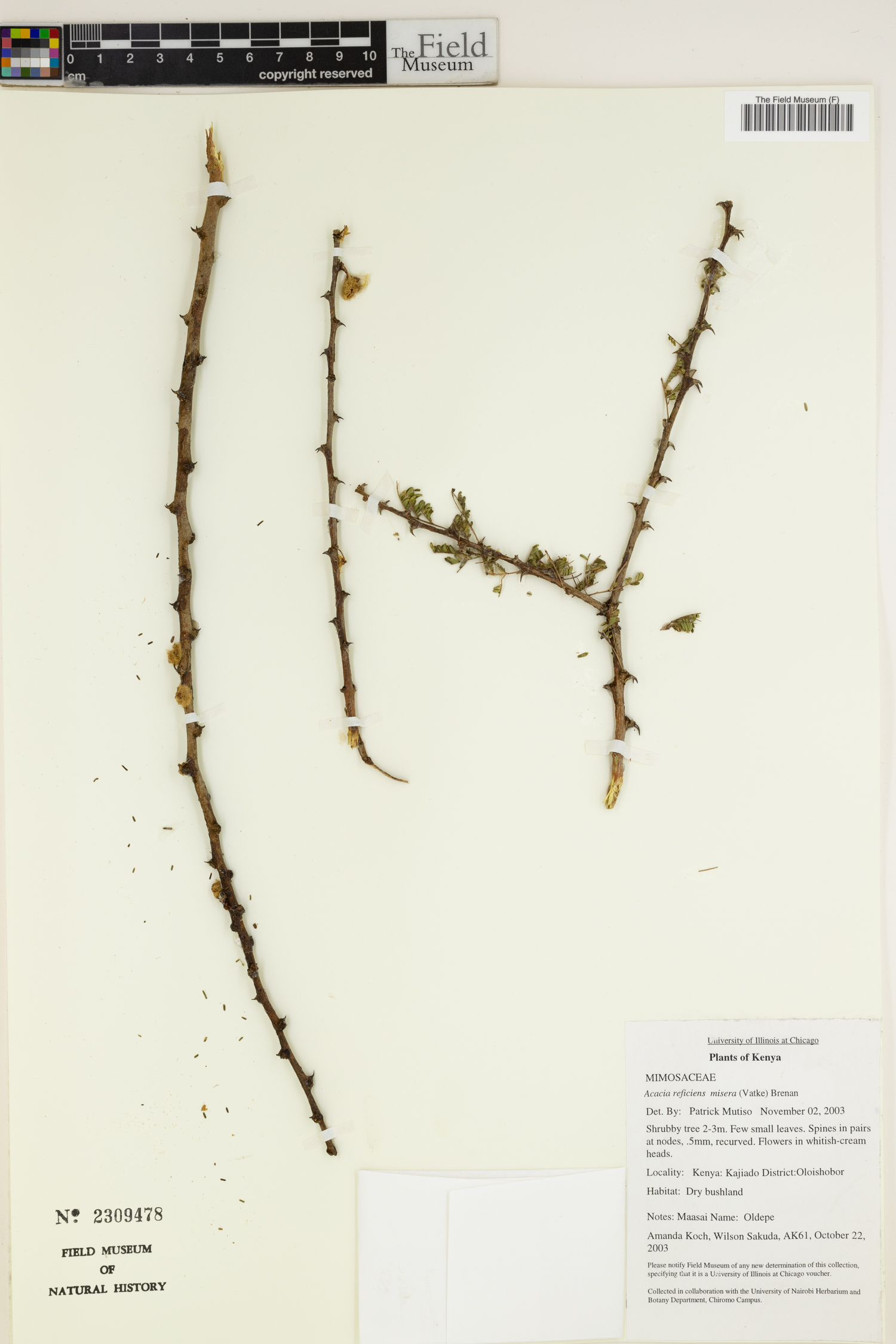 Acacia reficiens subsp. misera image