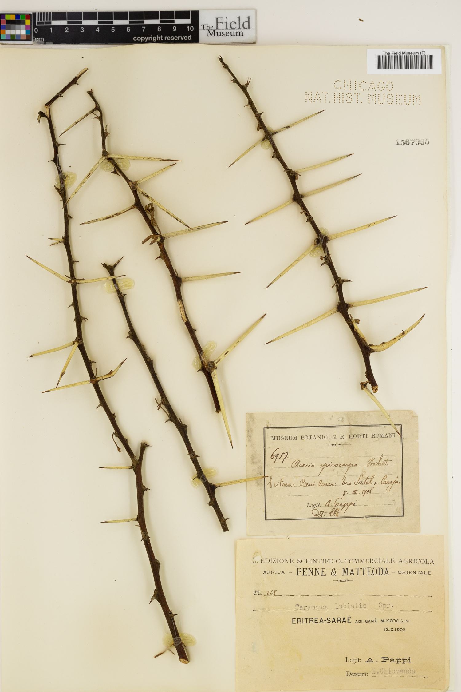 Acacia tortilis var. spirocarpa image