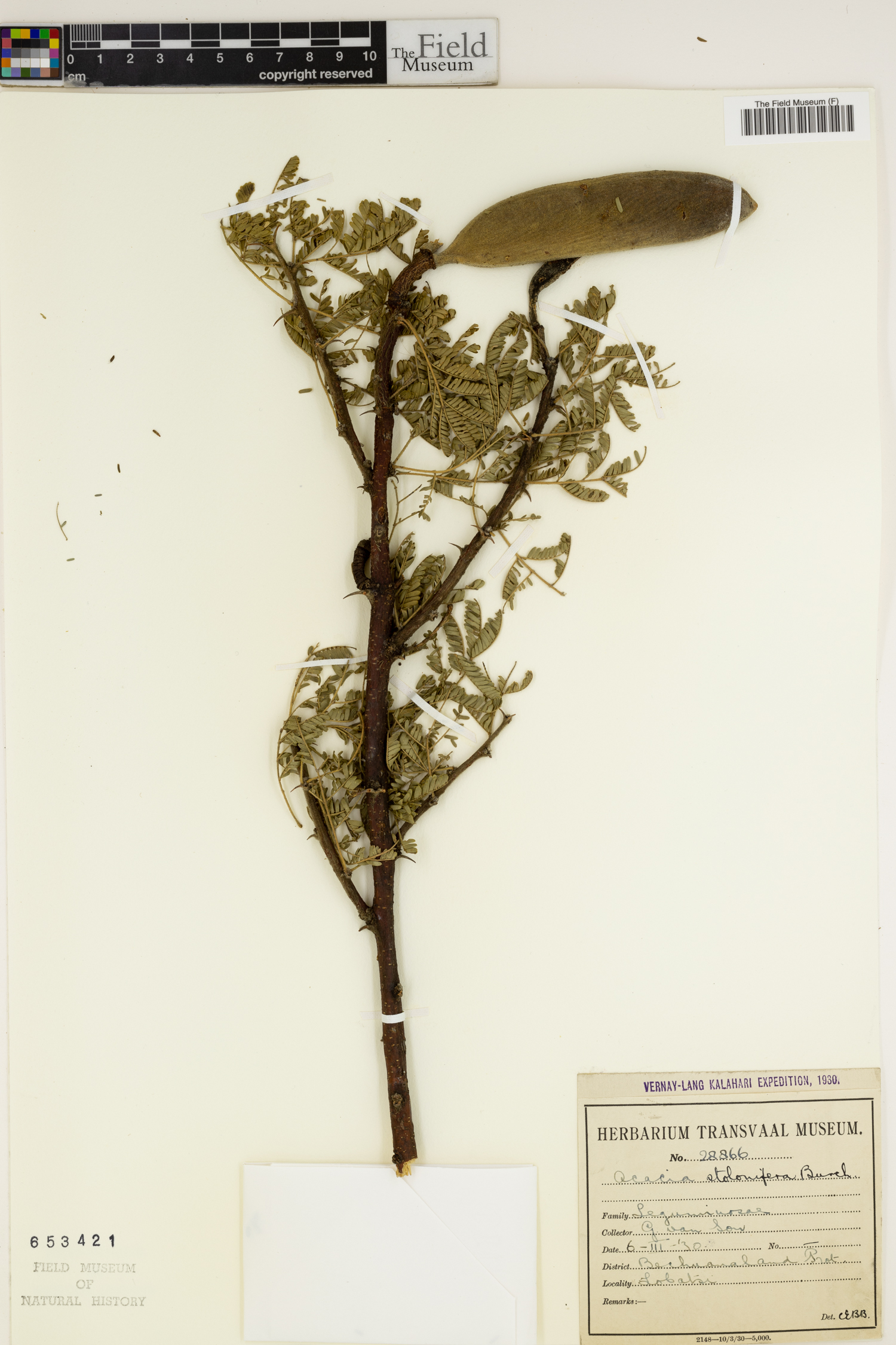 Acacia hebeclada subsp. hebeclada image
