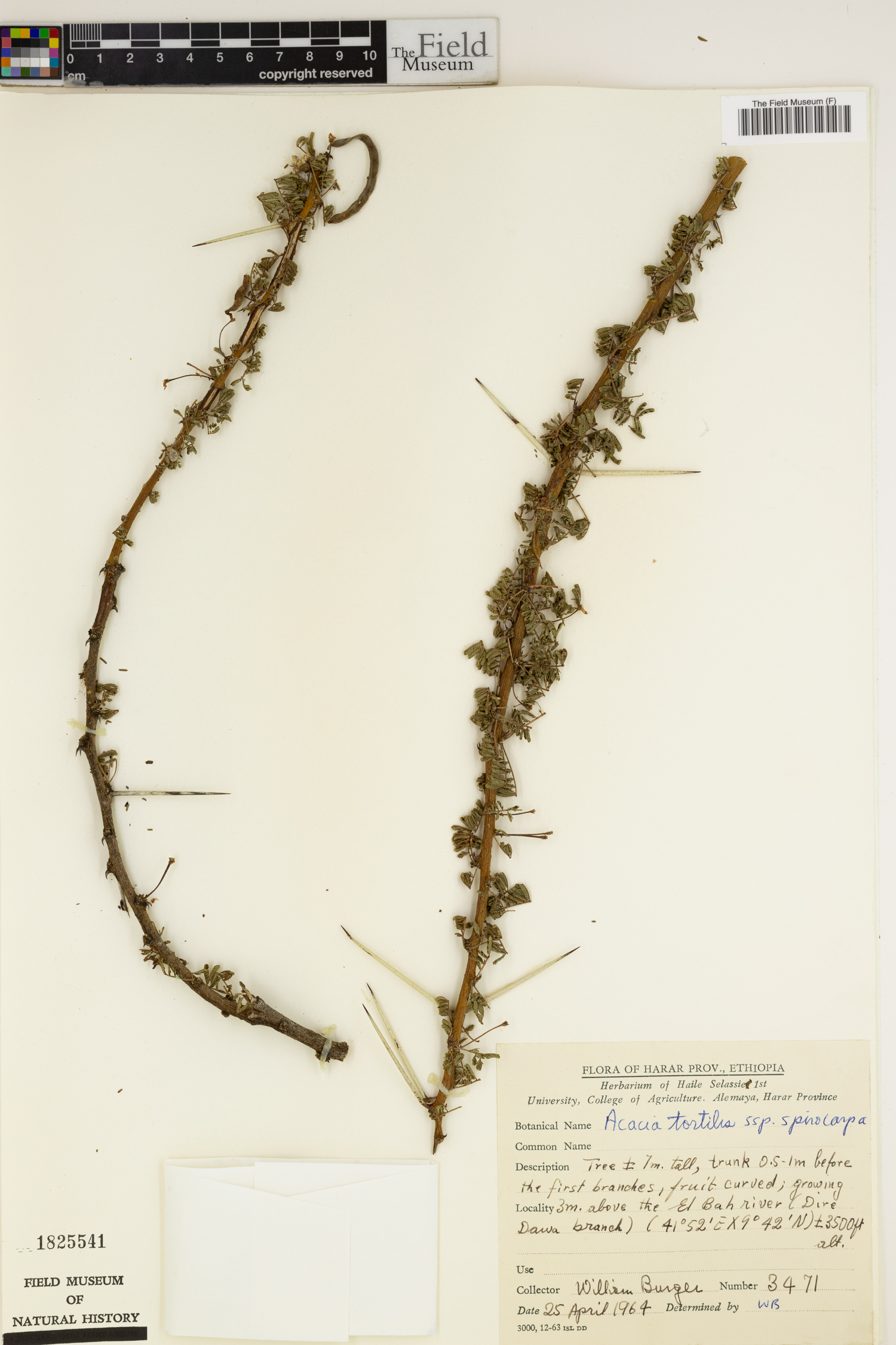 Acacia tortilis var. spirocarpa image