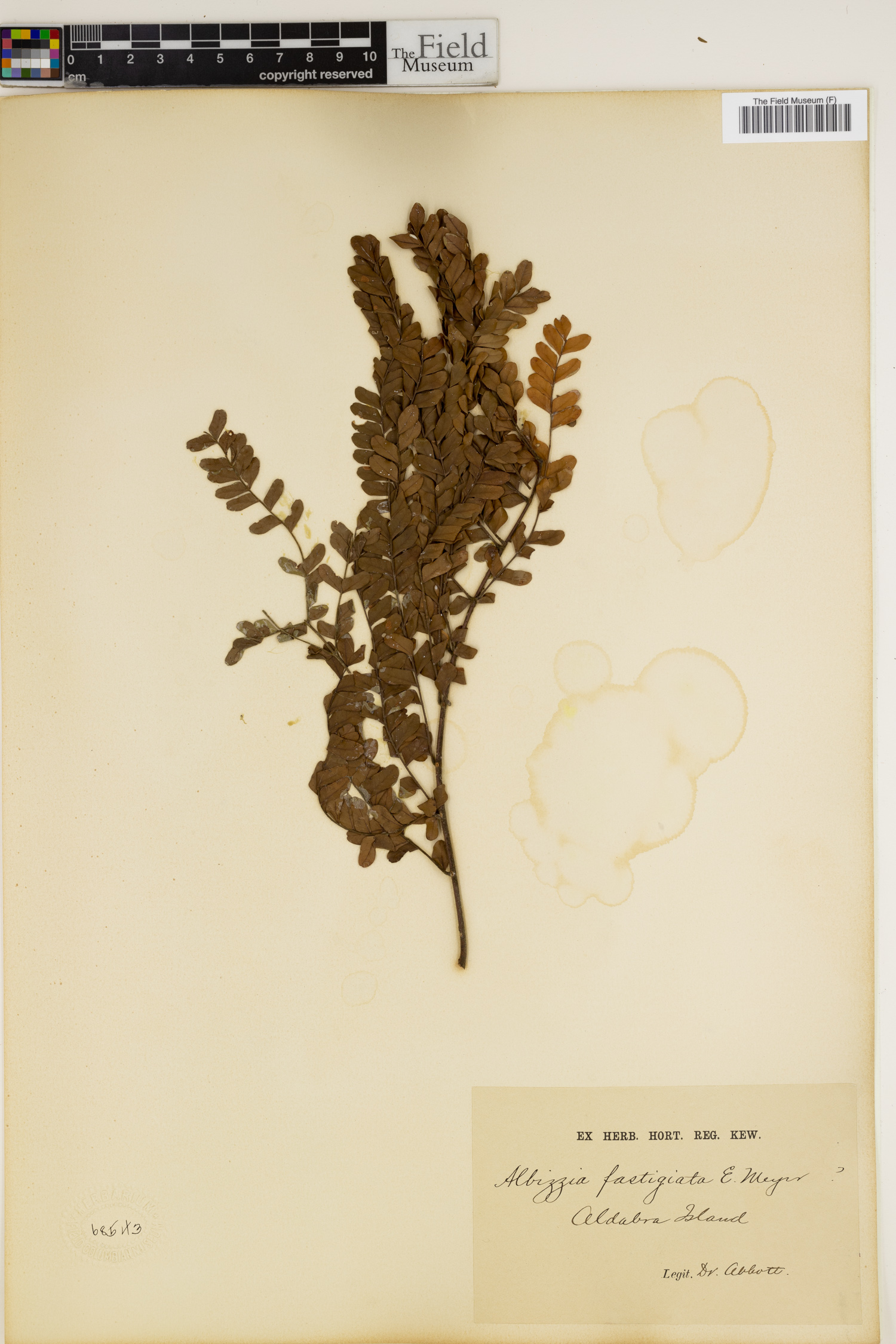 Albizia adianthifolia var. adianthifolia image