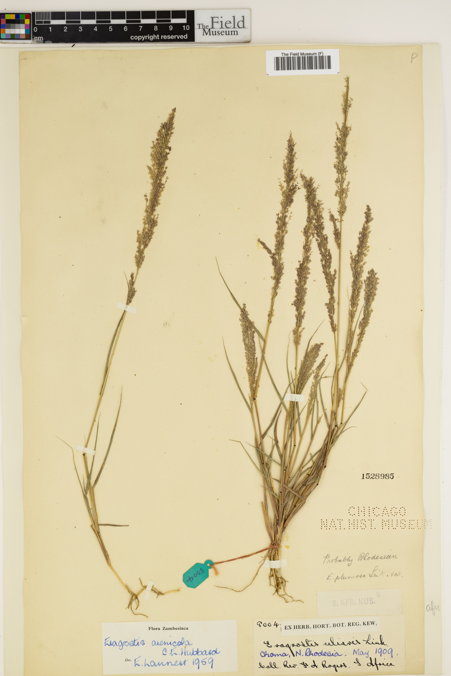 Eragrostis arenicola image