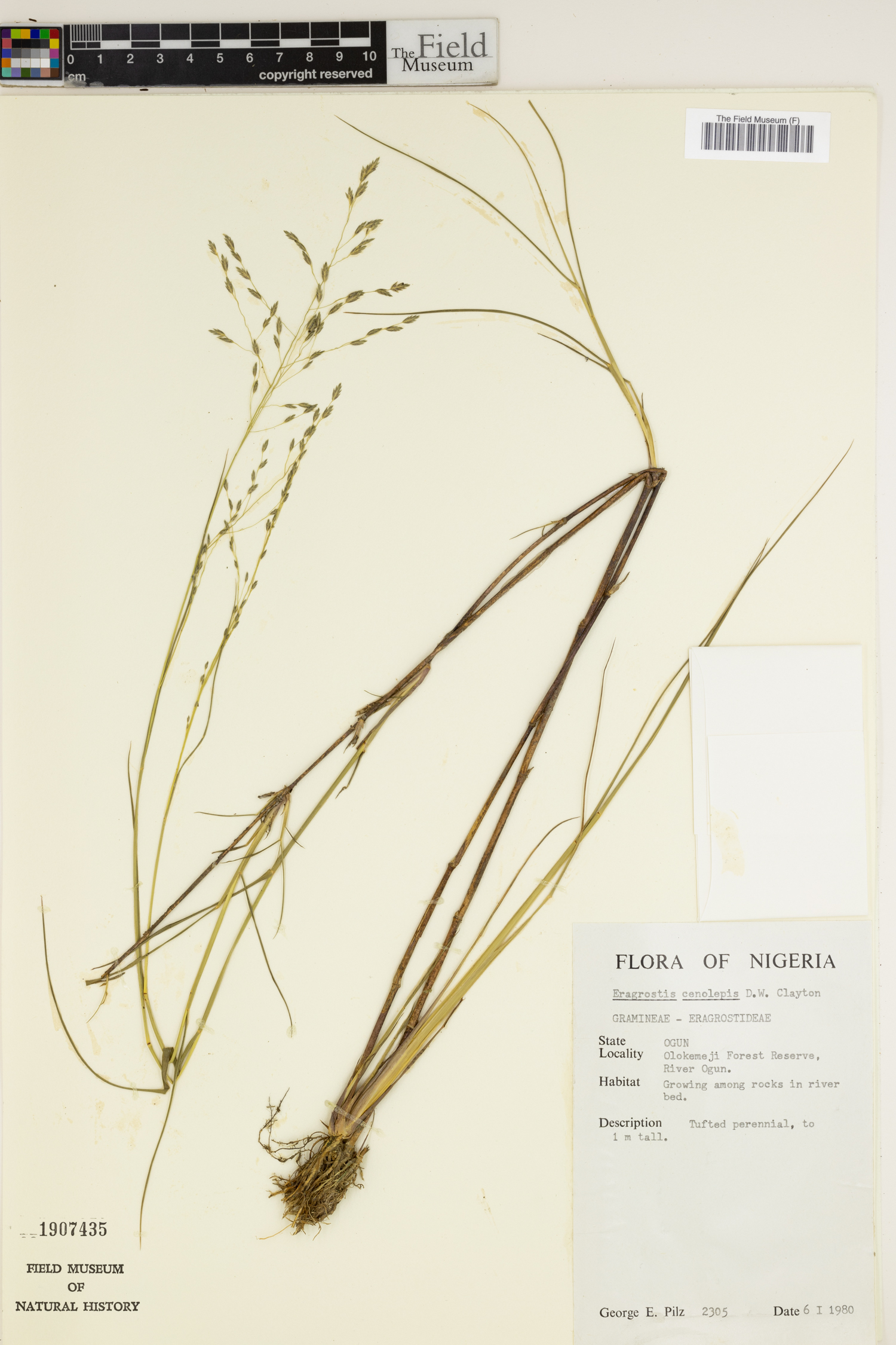 Eragrostis cenolepis image