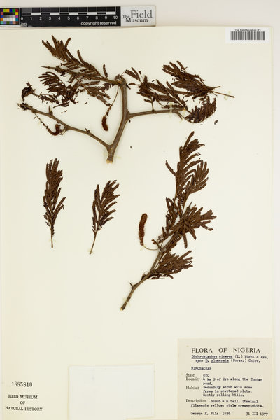 Dichrostachys cinerea subsp. africana image