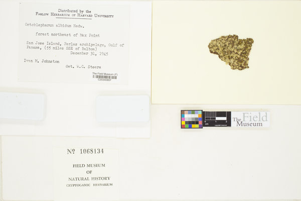 Octoblepharum albidum image