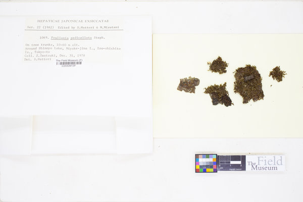 Frullania pedicellata image
