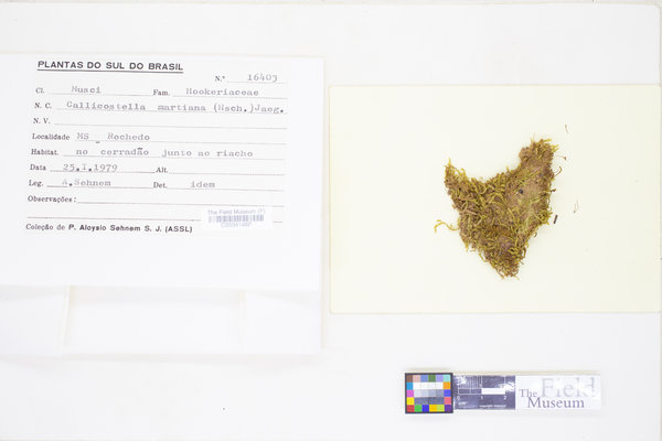 Callicostella martiana image