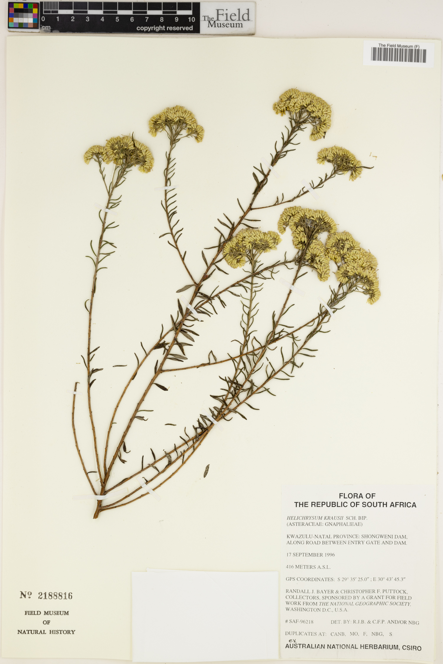 Helichrysum kraussii image