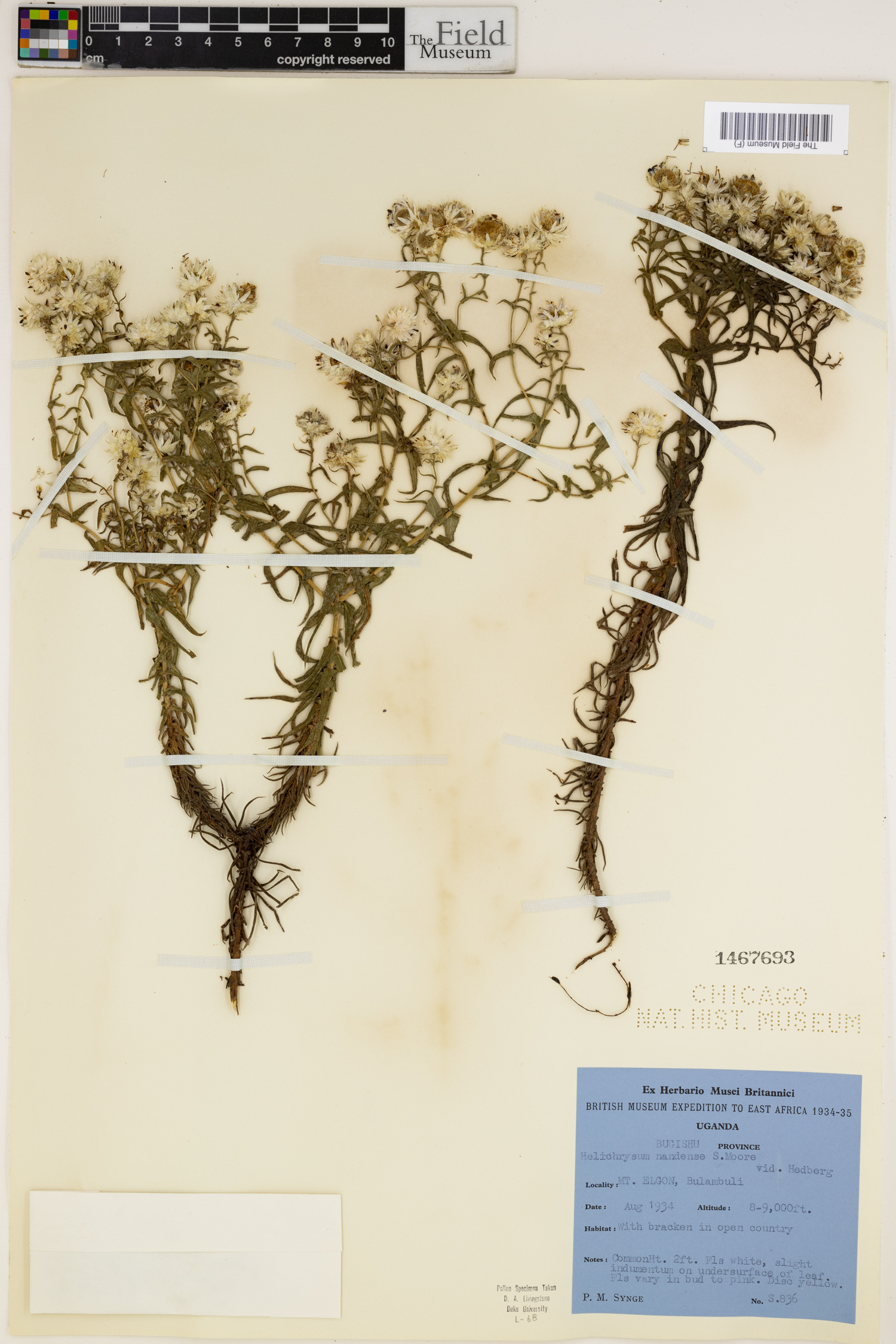 Helichrysum argyranthum image