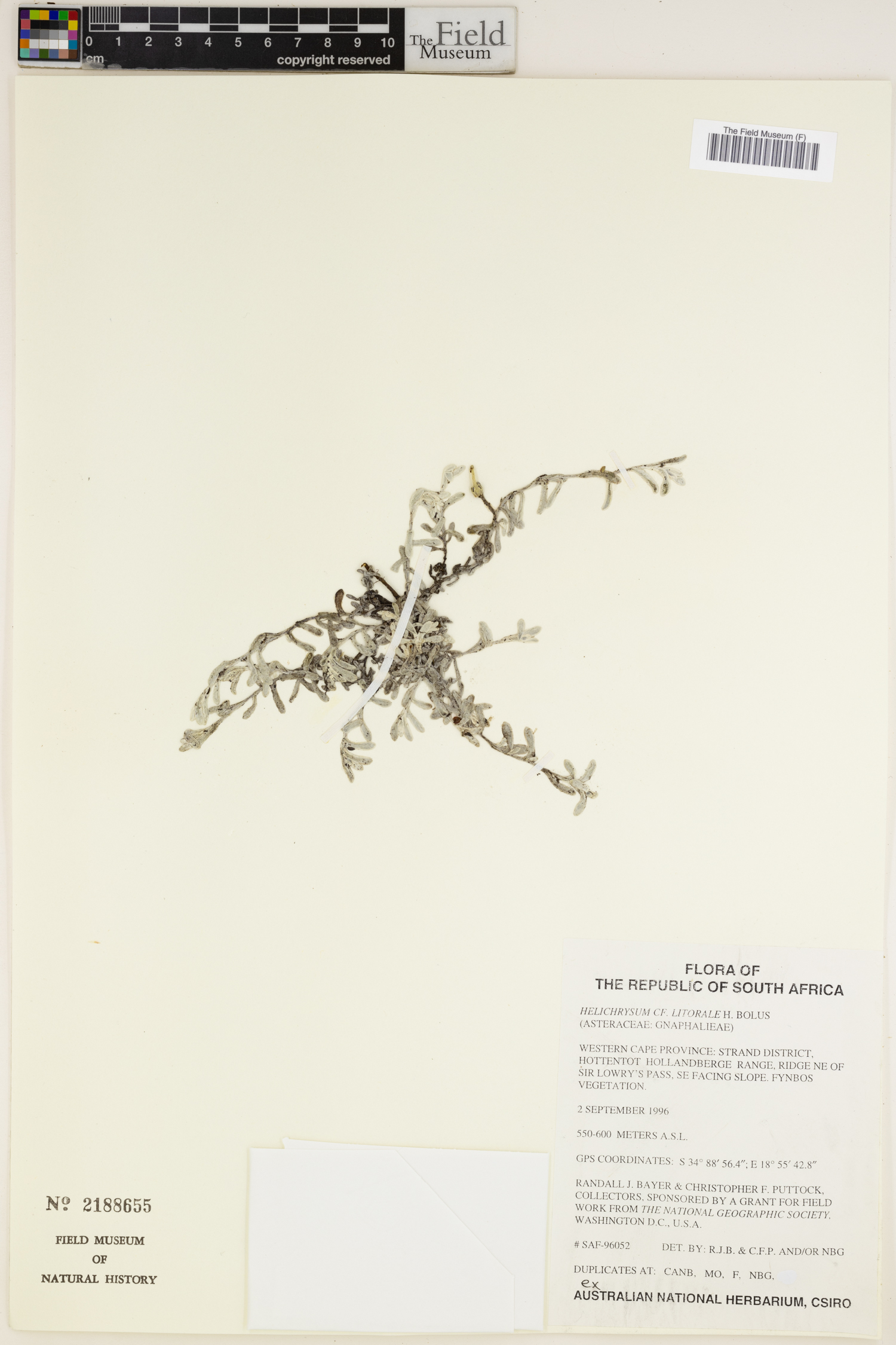 Helichrysum litorale image