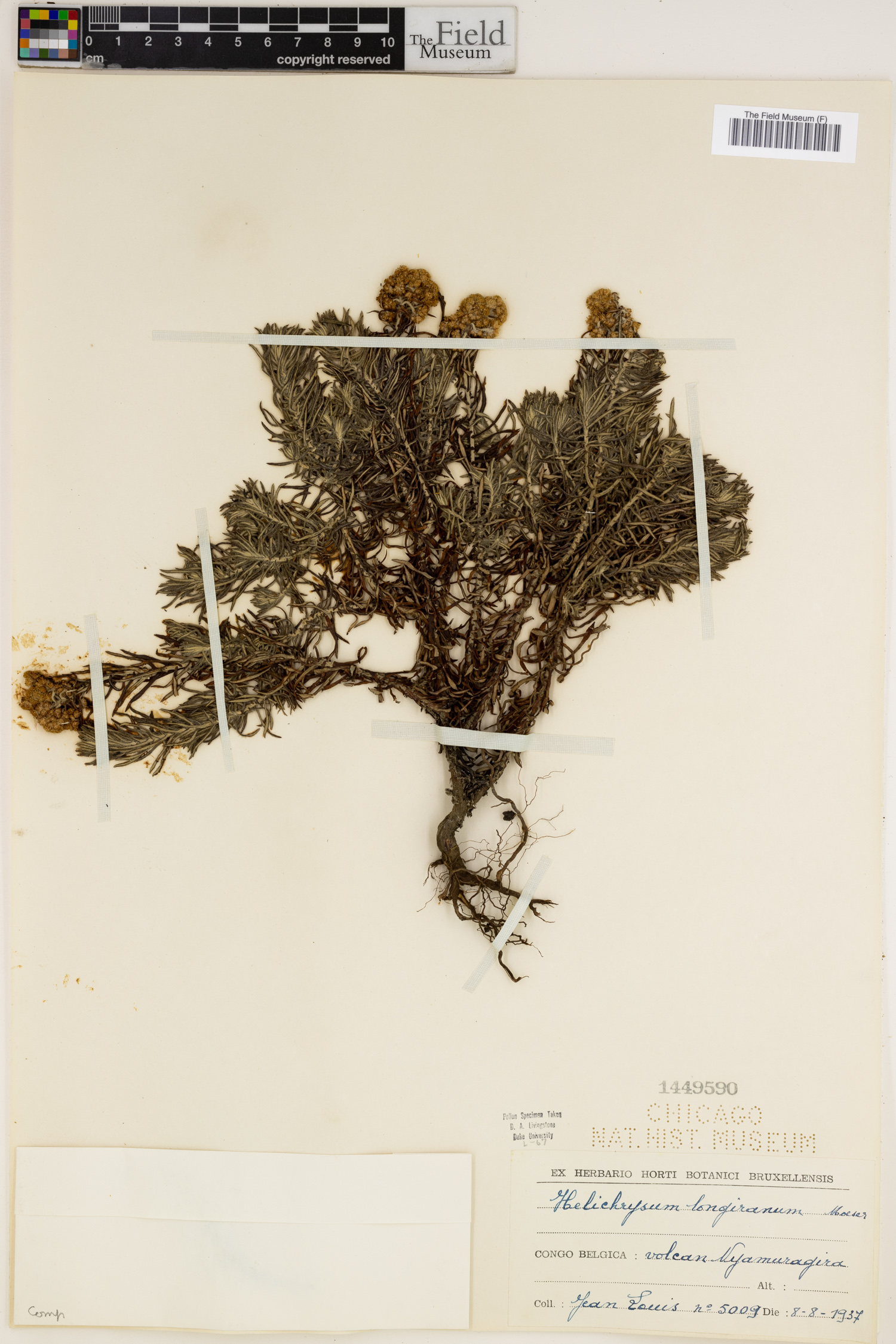 Helichrysum longiramum image