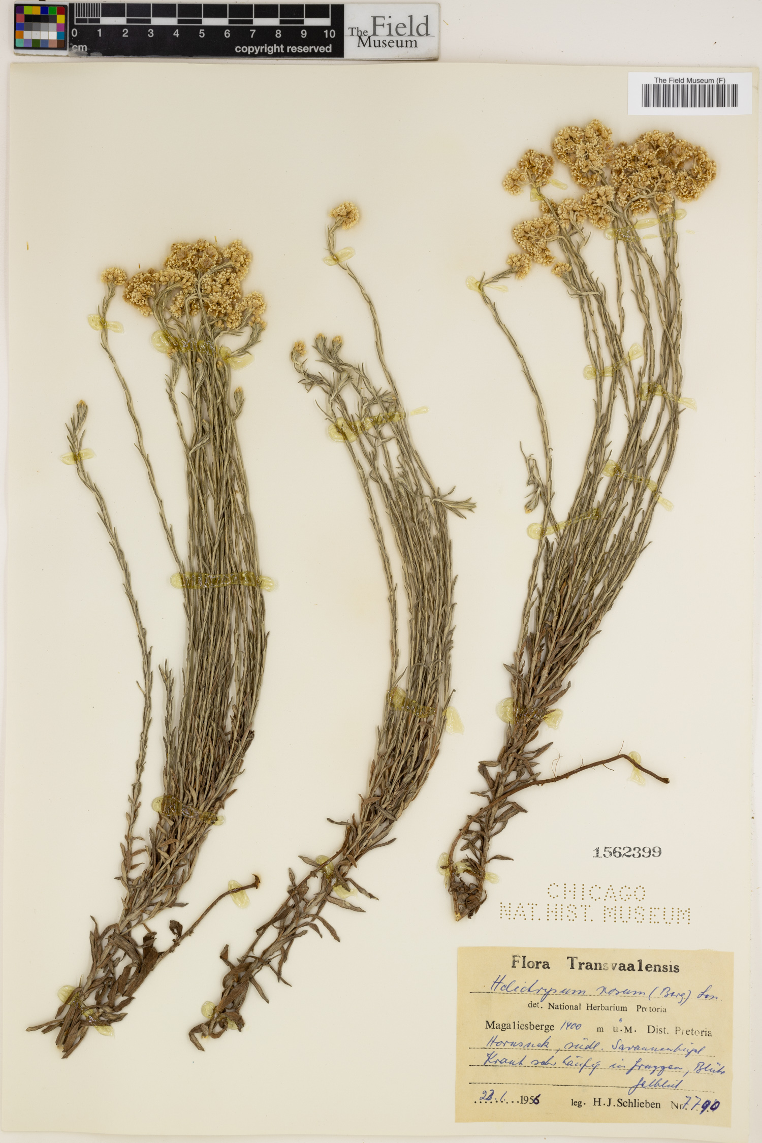 Helichrysum rosum image